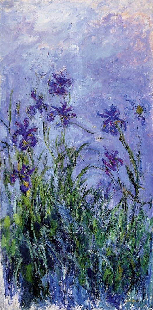 Iris lilas