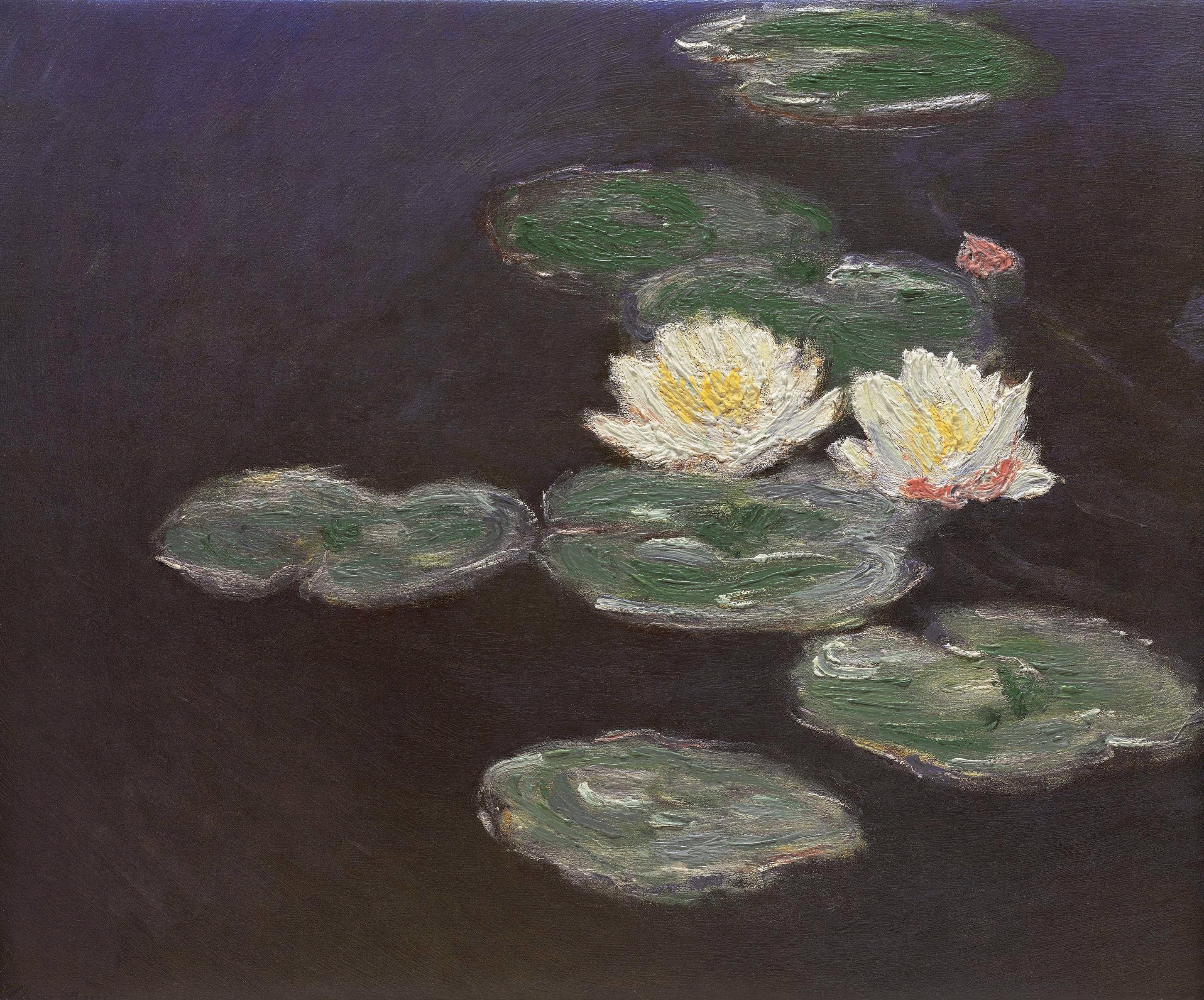 Nympheas Waterlilies